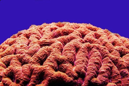 The Secret to Building a Better Brain